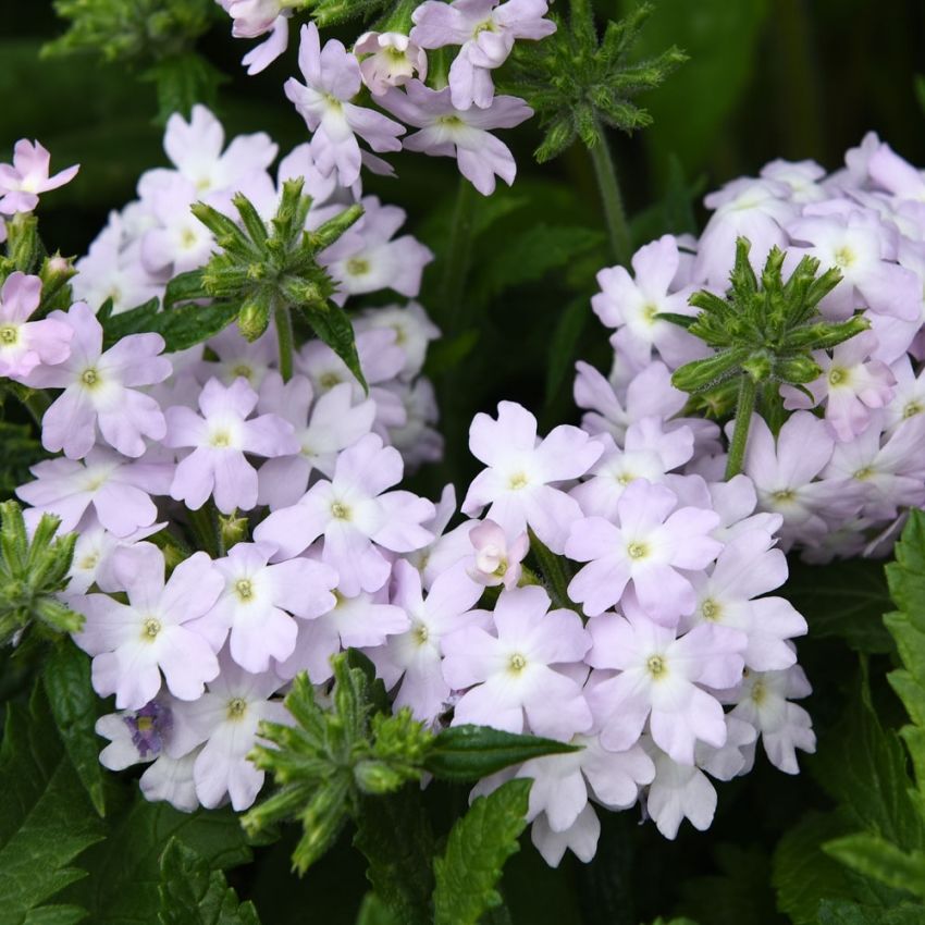 Have-verbena 'Quartz XP Silver' i gruppen Frø / Etårige blomster hos Impecta Fröhandel (88191)