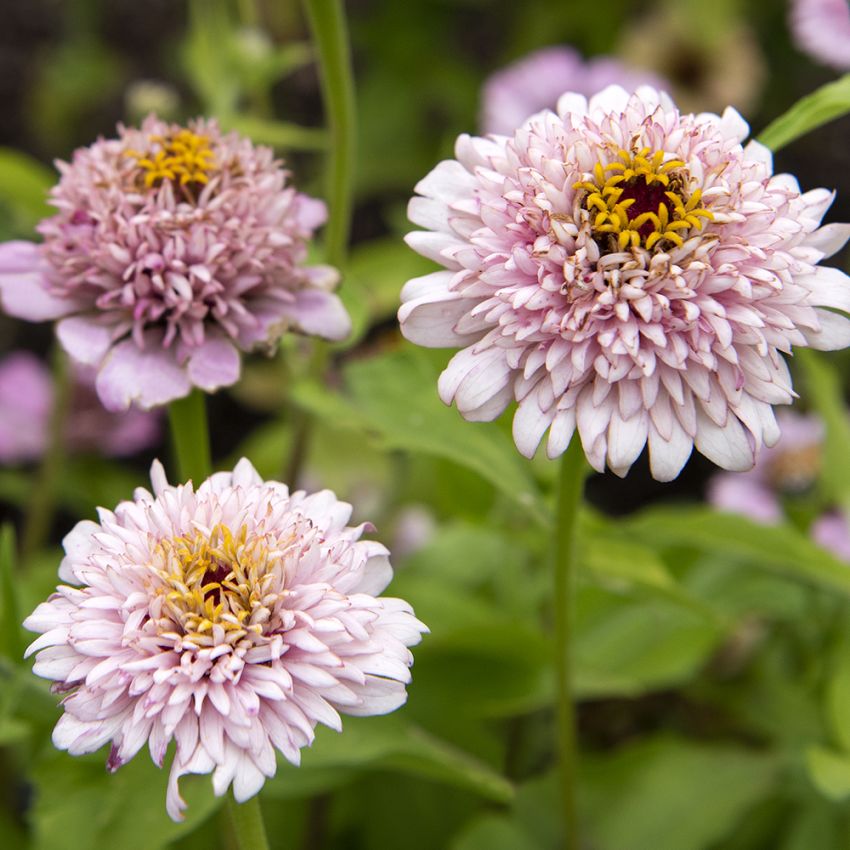 Frøkenhat 'Zinderella Lilac'