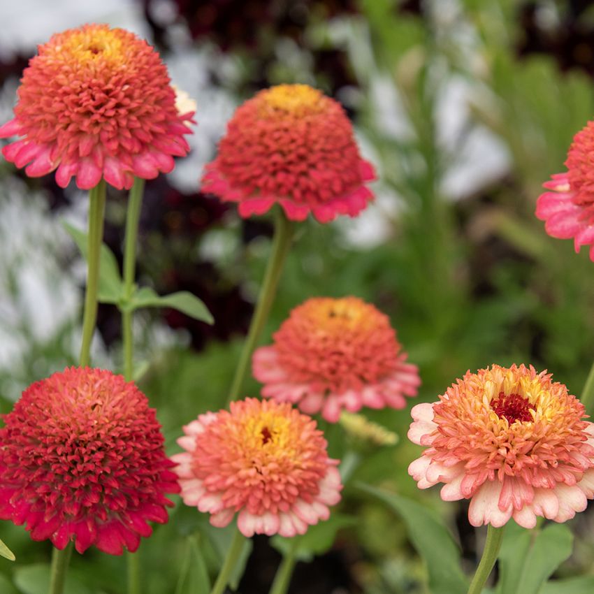 Frøkenhat 'Zinderella Peach'