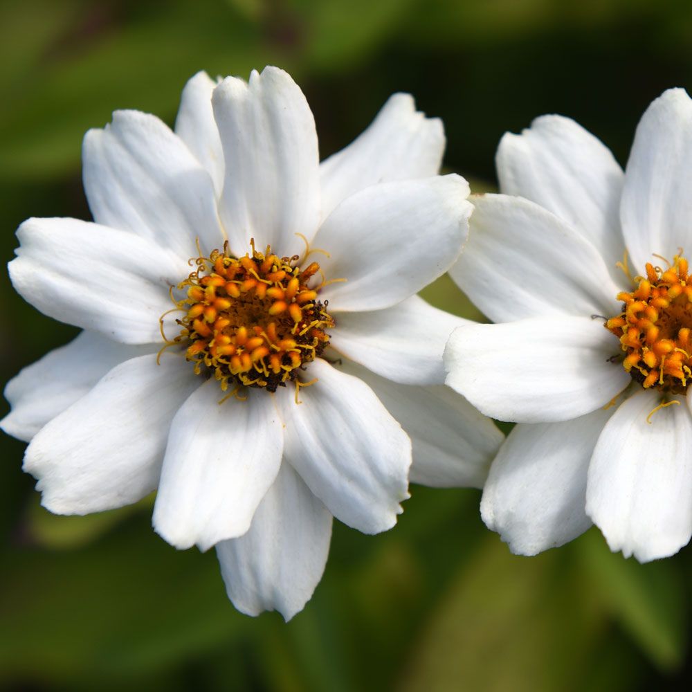 Frøkenhat 'Zahara White'