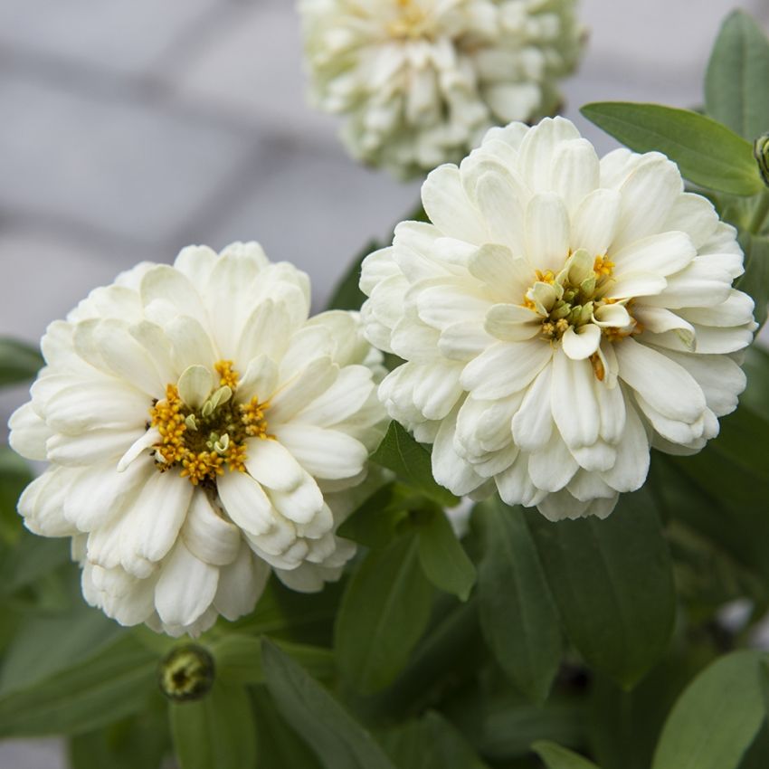 Frøkenhat 'Zahara Double White'