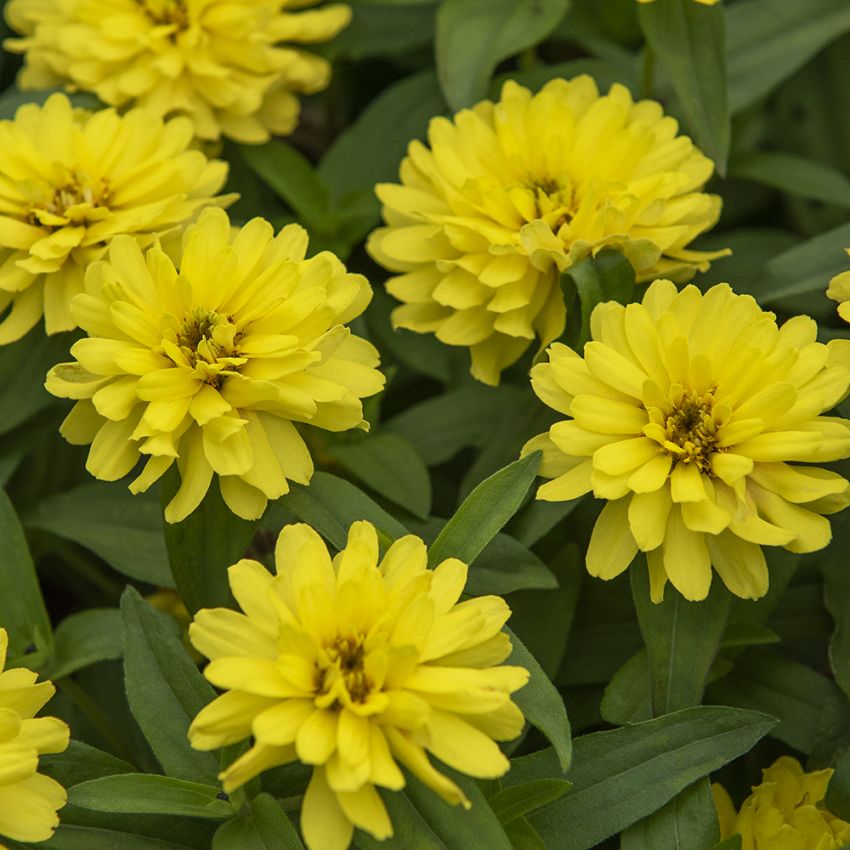 Frøkenhat 'Zahara Double Yellow'