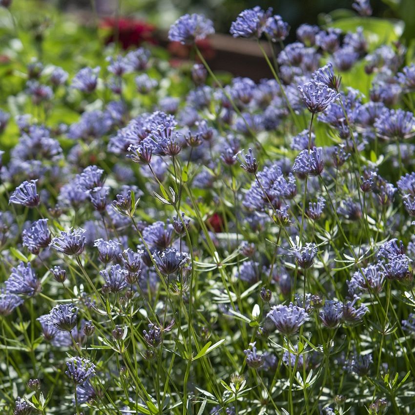 Blå skovmærke 'Blue Surprise'