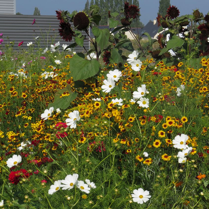 Sommerblomster XL Blanding Høj