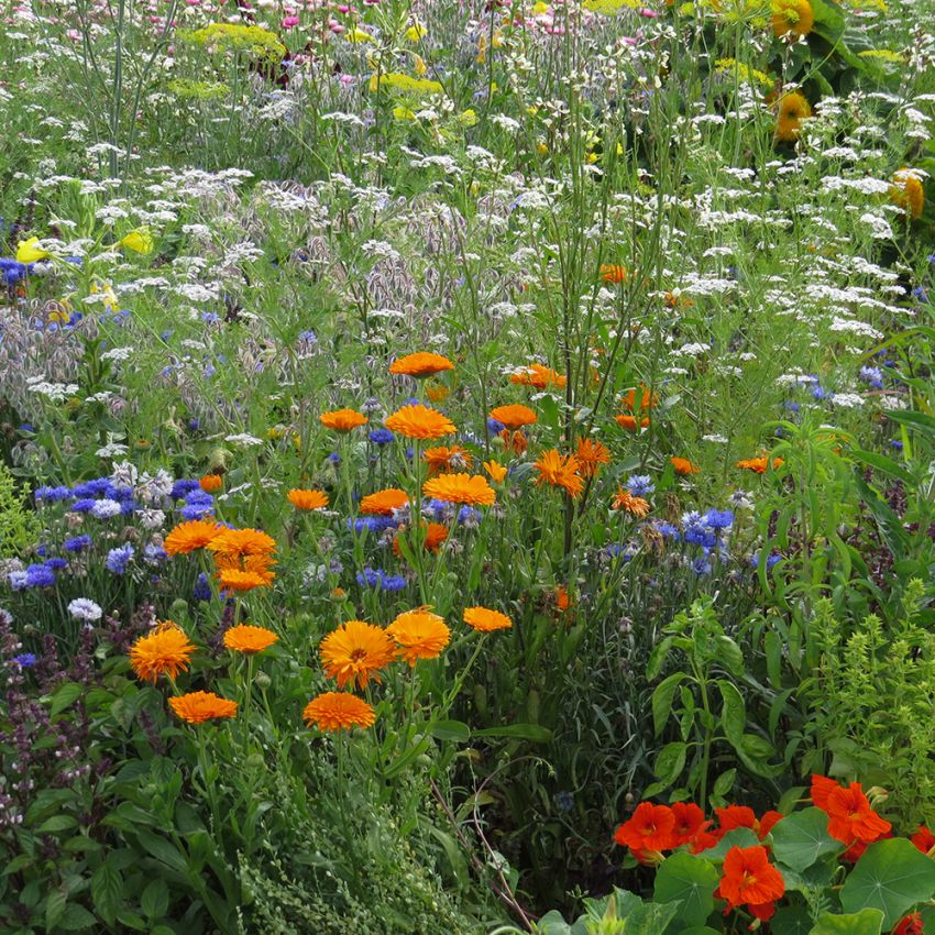 Sommerblomster XL Spiselige blomster