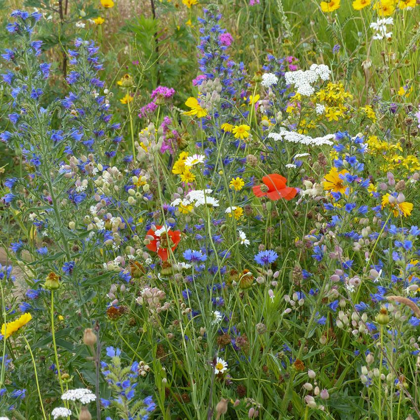 Sommerblomster XL Engblomster