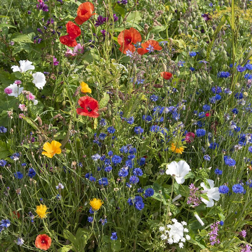 Sommerblomster XL Biodiversitet blanding