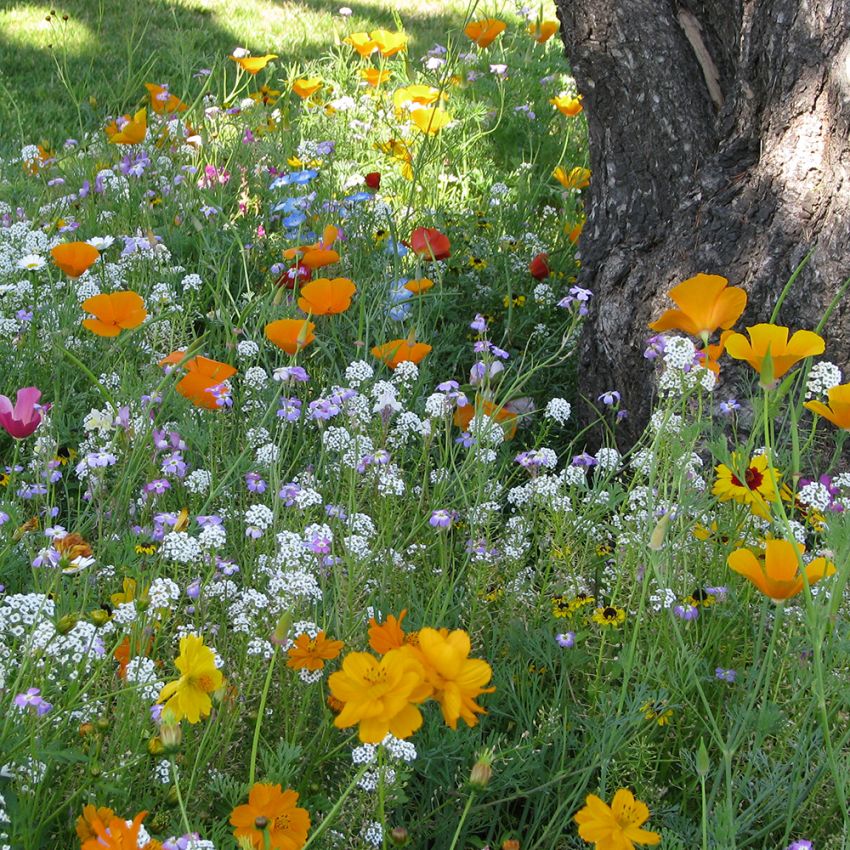 Sommerblomster XL Skyggetålende