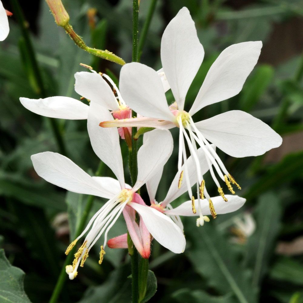 Pragtkærte 'Sparkle White'