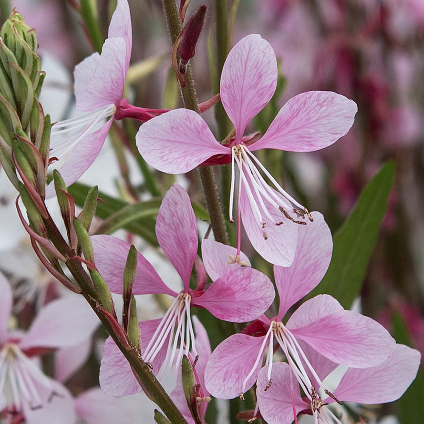 Pragtkærte 'Emmeline Pink Bouquet'