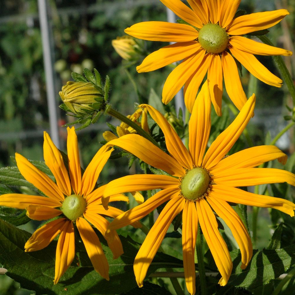 Sommerrudbeckia 'Prairie Green Eyes' i gruppen Frø / Etårige blomster hos Impecta Fröhandel (8909)