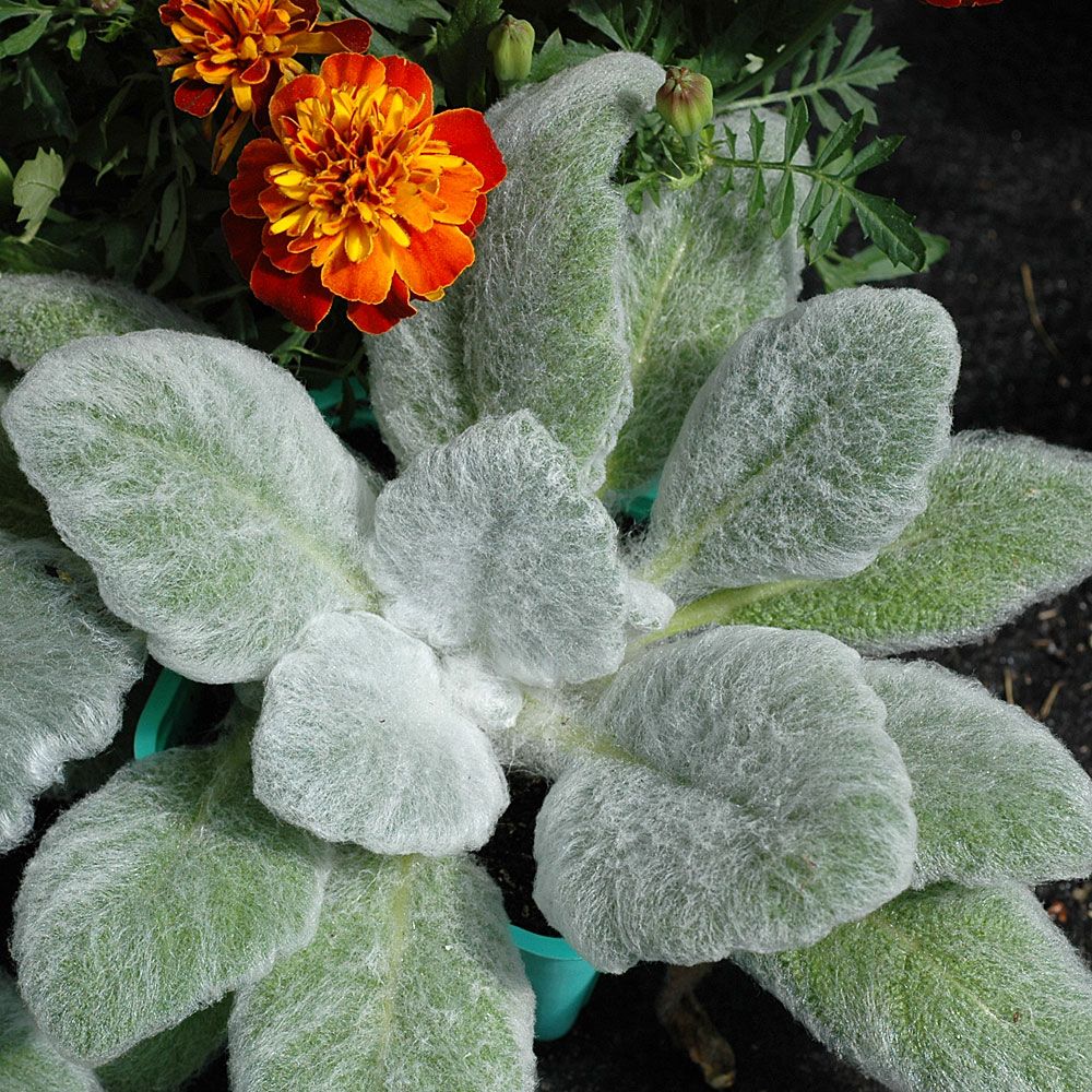 Silversalvia 'White Birds' i gruppen Frø / Etårige blomster hos Impecta Fröhandel (8915)