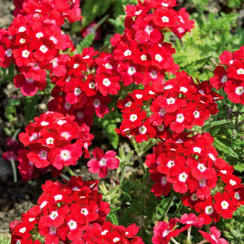 Have-verbena 'Quartz XP Red with Eye'