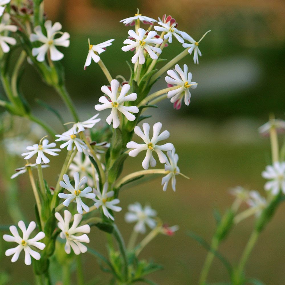 Natblomster 'Midnight Candy'