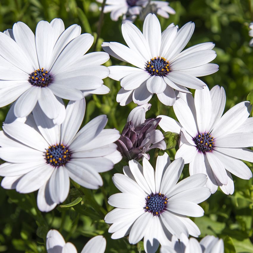 Marguerite 'Sky and Ice' i gruppen Frø / Etårige blomster hos Impecta Fröhandel (89312)