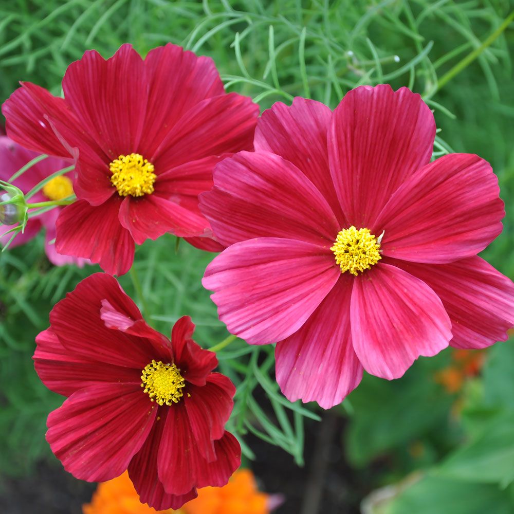 Stolt kavaler 'Rubenza' i gruppen Frø / Etårige blomster hos Impecta Fröhandel (8932)