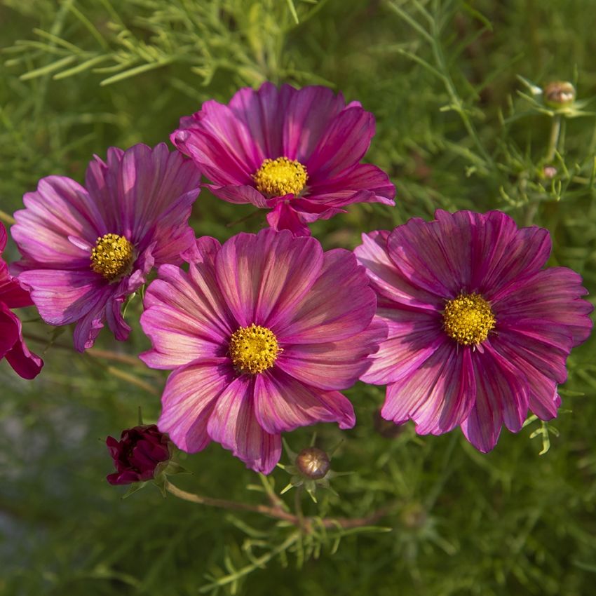 Stolt kavaler 'Xsenia' i gruppen Frø / Etårige blomster hos Impecta Fröhandel (89323)