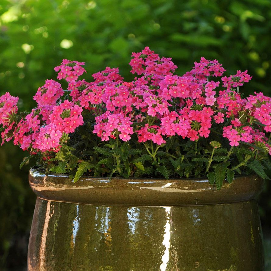 Have-verbena 'Quartz XP Pink'