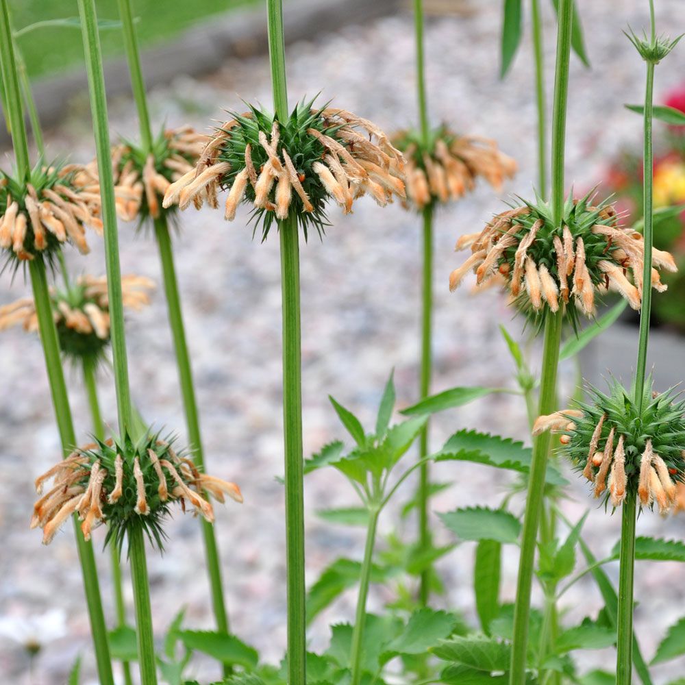 Leonotis nepetifolia 'Shrimp Cocktail'