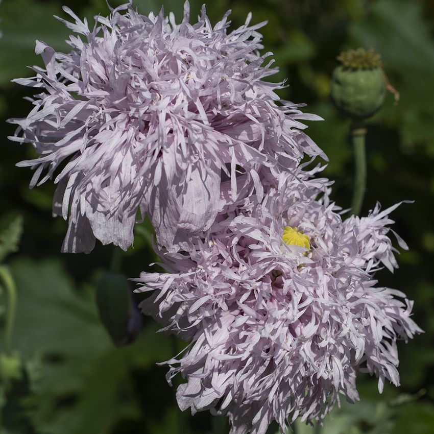 Fjervalmue 'Lilac Pompom'