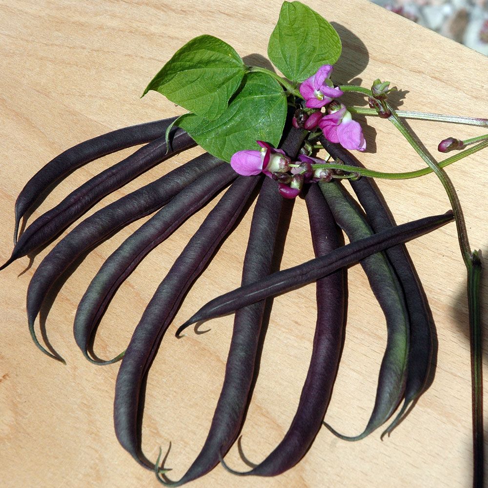 Purpurbønne 'Purple tipi'