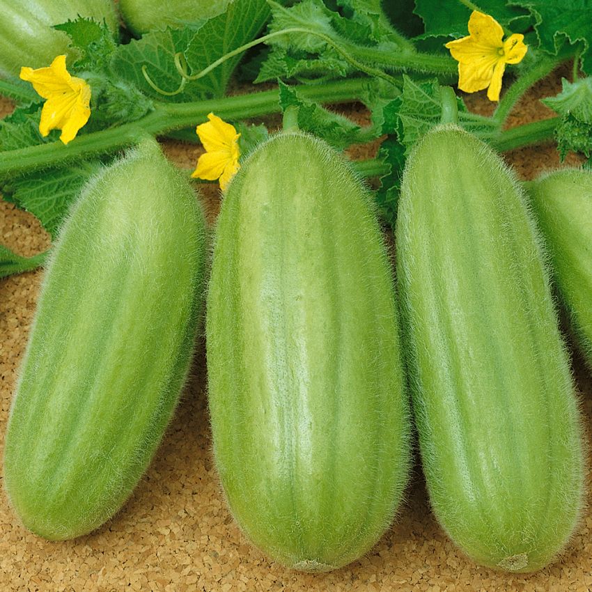 Melonagurk 'Carosello'