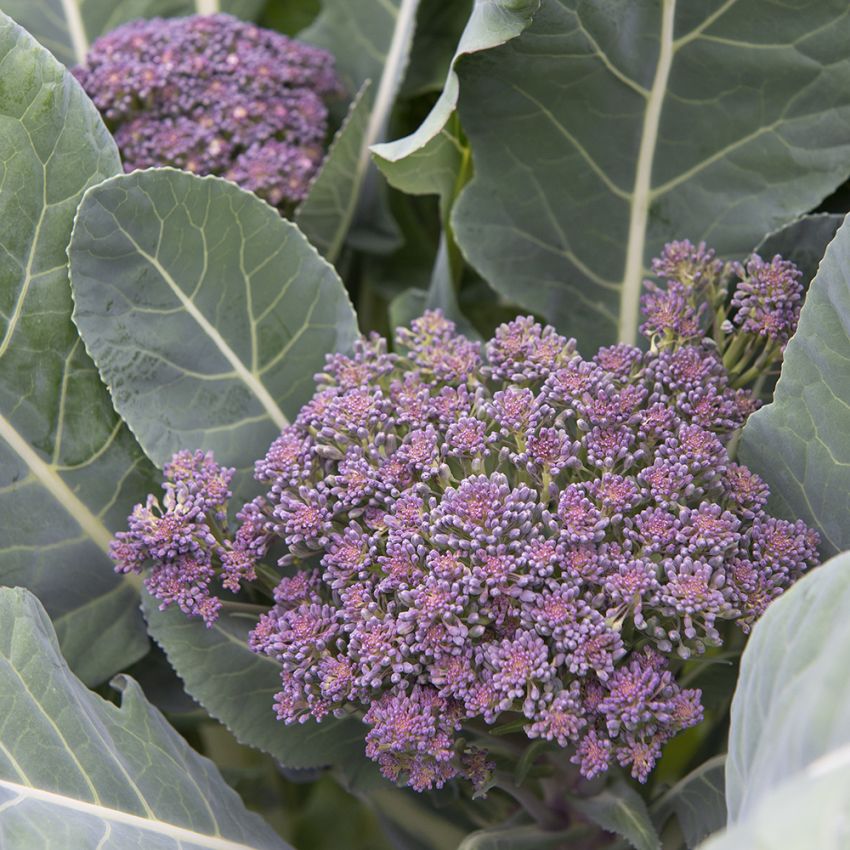 Broccoli 'Miranda'