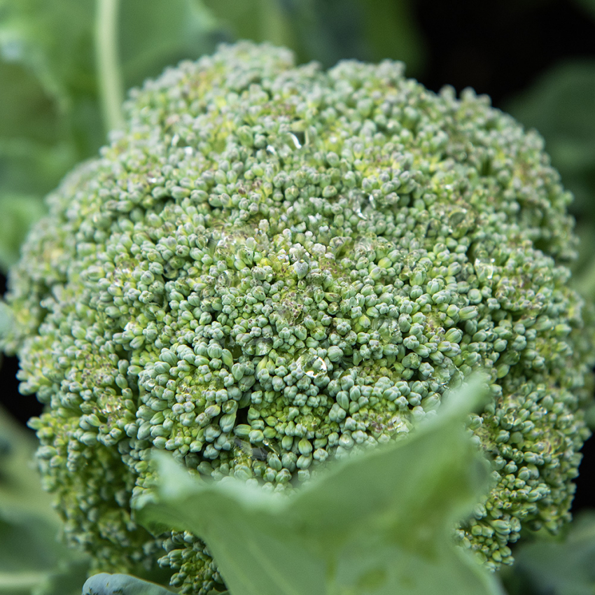 Broccoli F1 'Apolena'