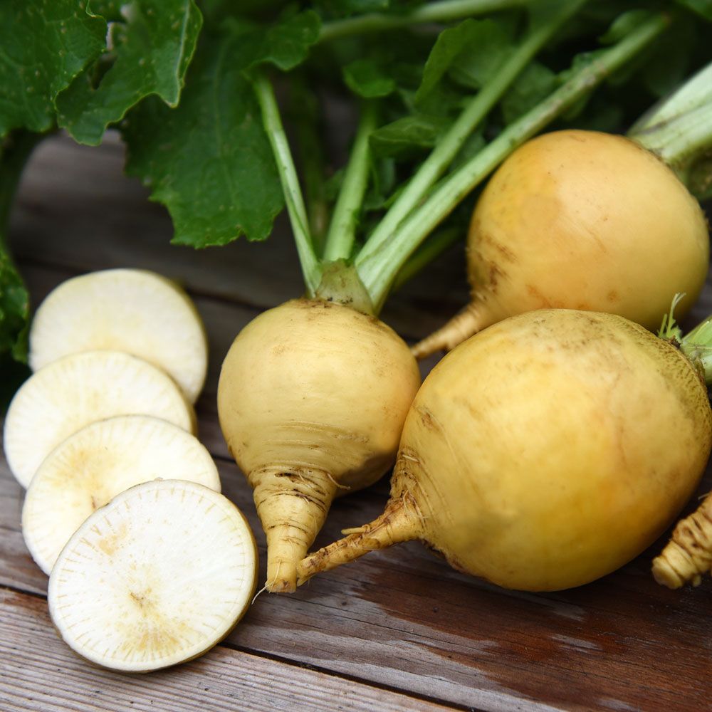 Majroe 'Amarillo bola de oro'