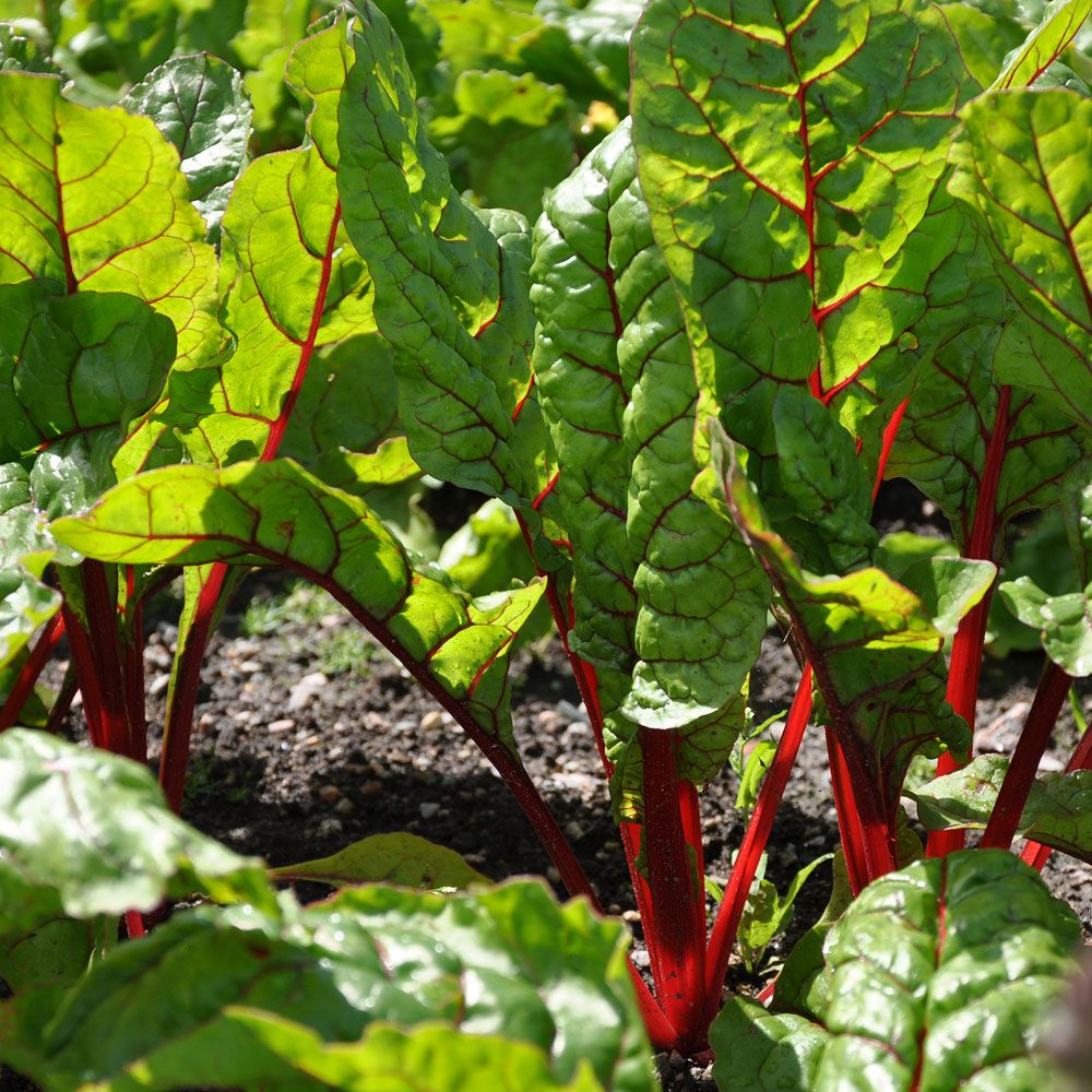 Mangold 'Rhubarb Chard'