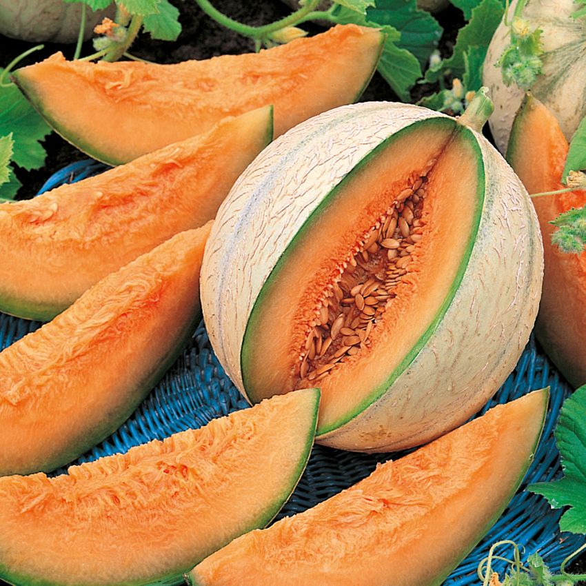 Cantaloupe-melon 'Charentais'