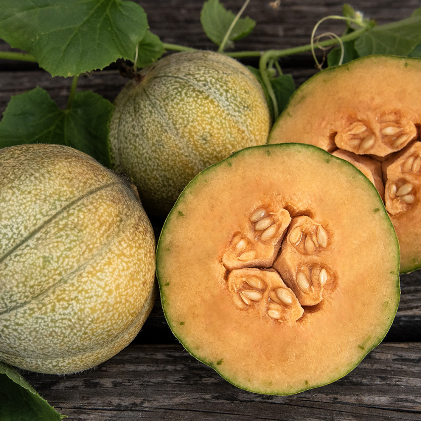 Cantaloupe-melon 'Petit Gris de Rennes'