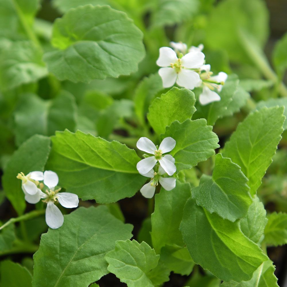 Wasabirucola 'Wasabi'