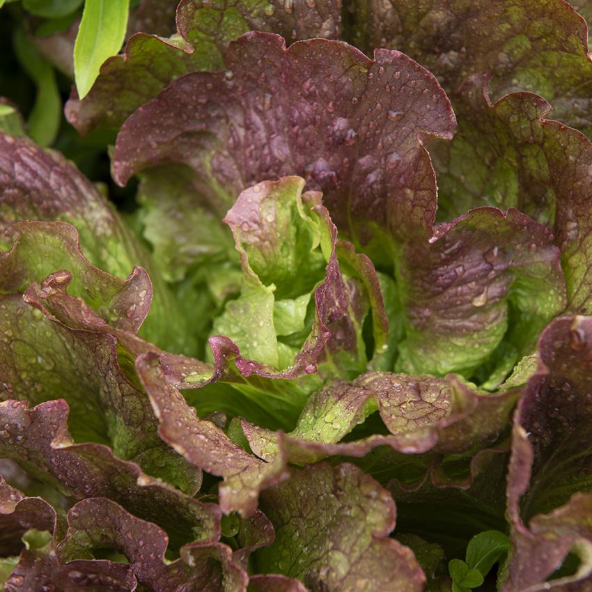 Icebergsalat 'Red Iceberg'