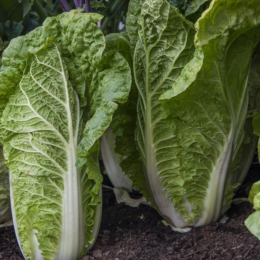 Salatkål F1 'One Kilo SB'