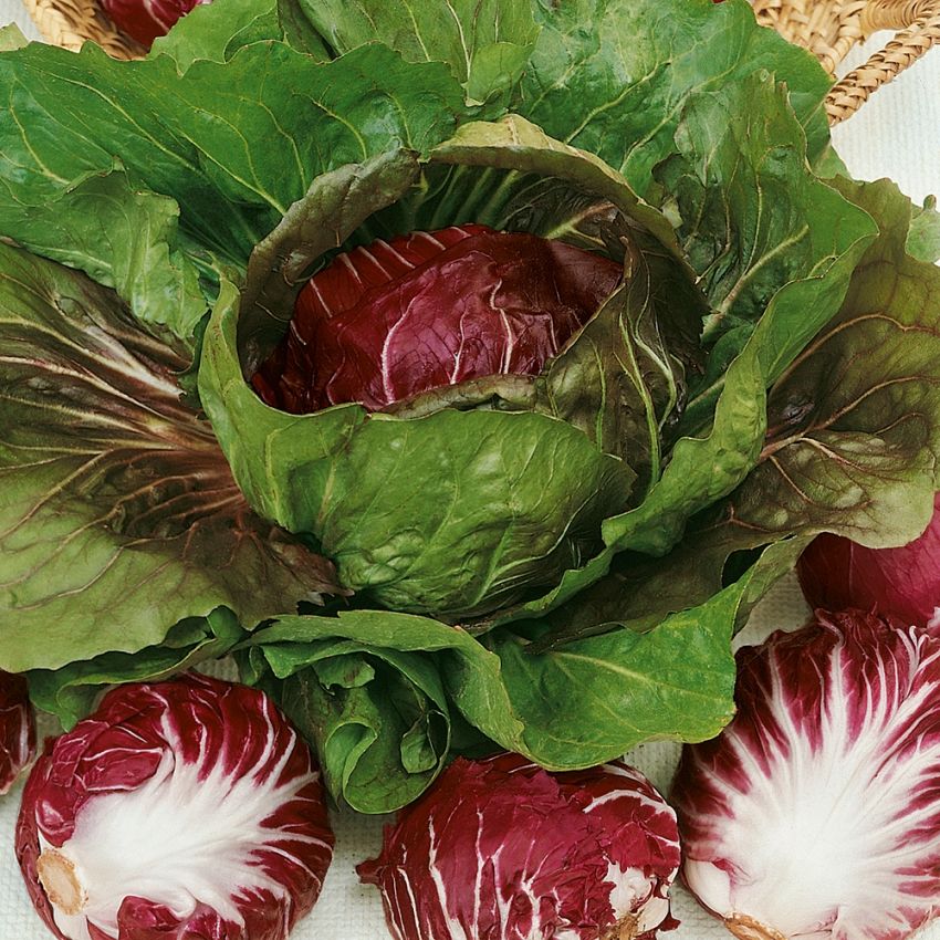 Rosensalat 'Palla Rossa 3'