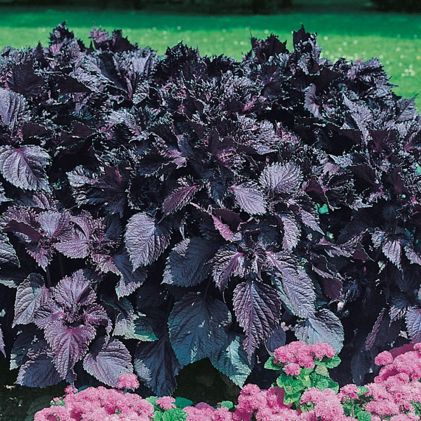 Bladmynte 'Red Shiso'