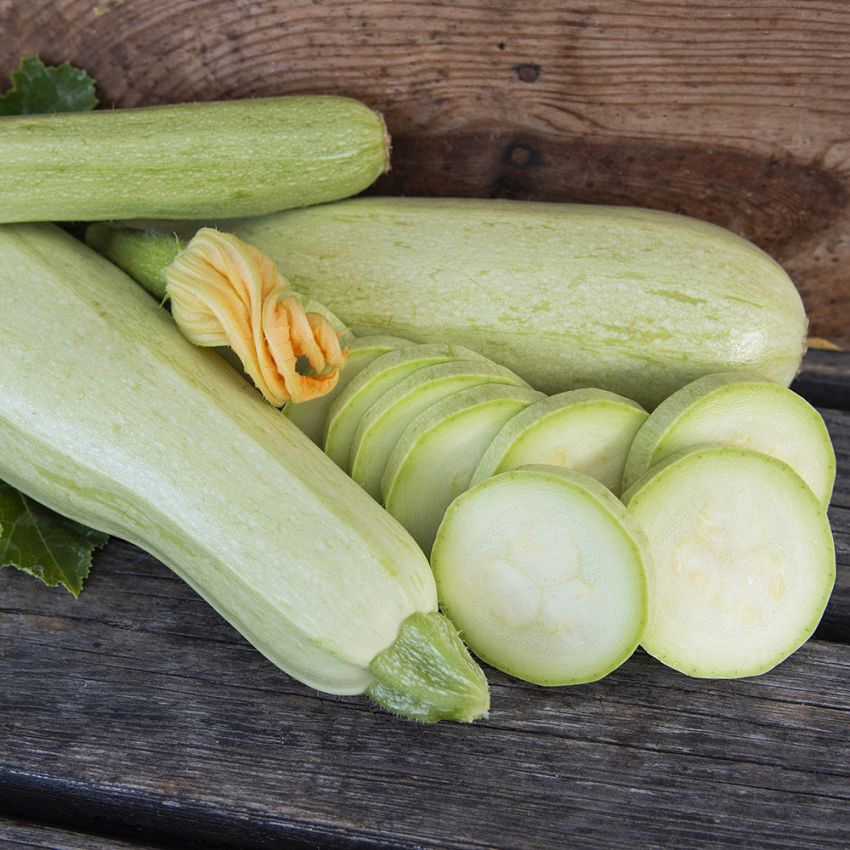 Squash 'Long White from Sicily' i gruppen Frø / Grøntsager hos Impecta Fröhandel (96540)