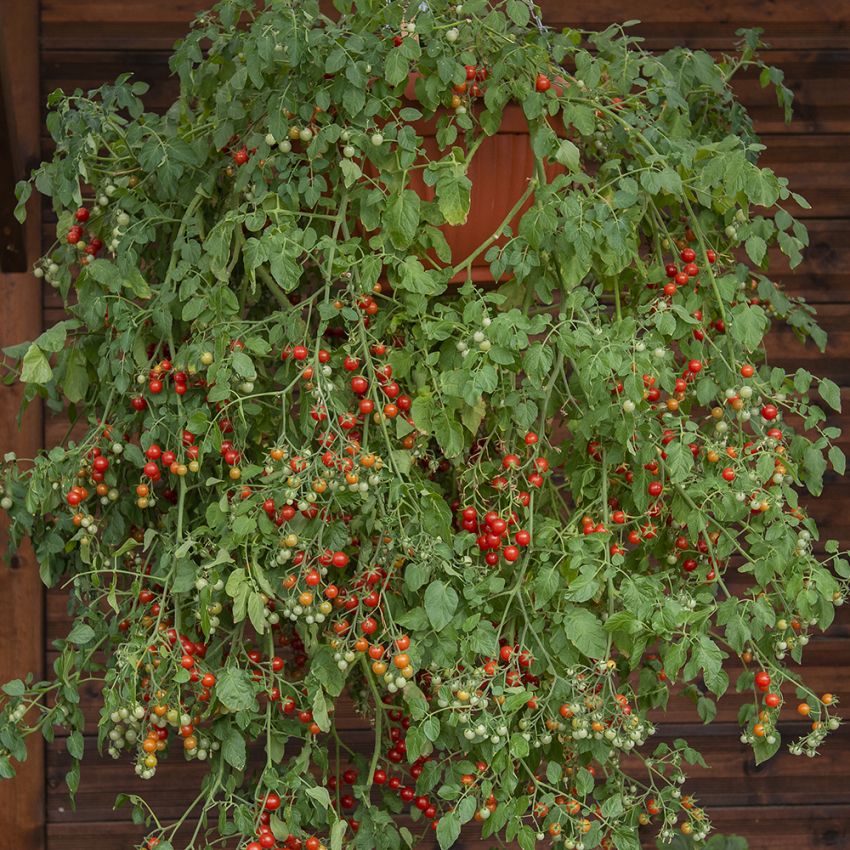 Cherrytomat 'Cherry Cascade'