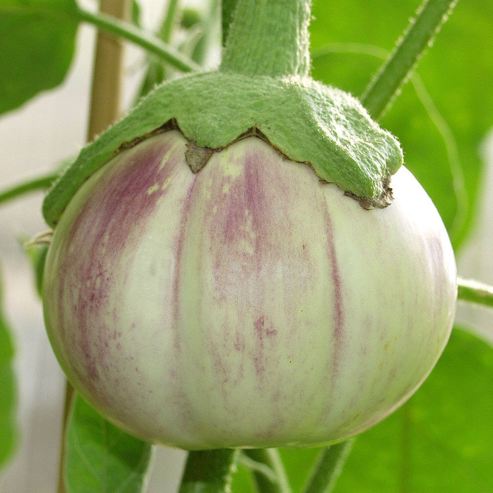 Aubergine 'Rotonda Bianca. Sfumata di Rosa'