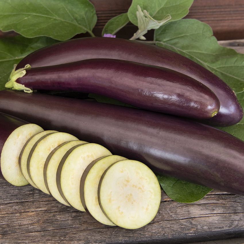 Aubergine 'Violet lunga 3'