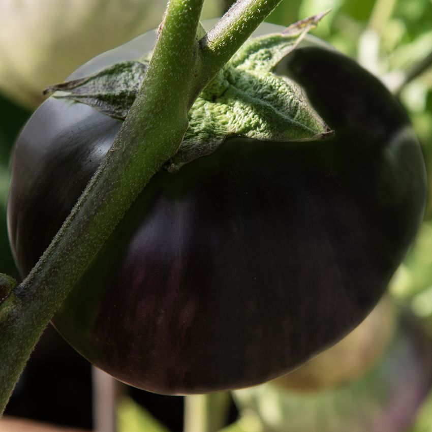 Aubergine 'Laura'