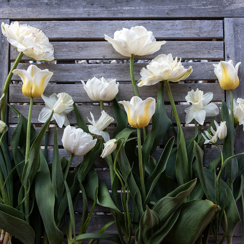 Sprød elegance i gruppen Løg og knolde / Forårsblomstrende løg og knolde hos Impecta Fröhandel (H1043)