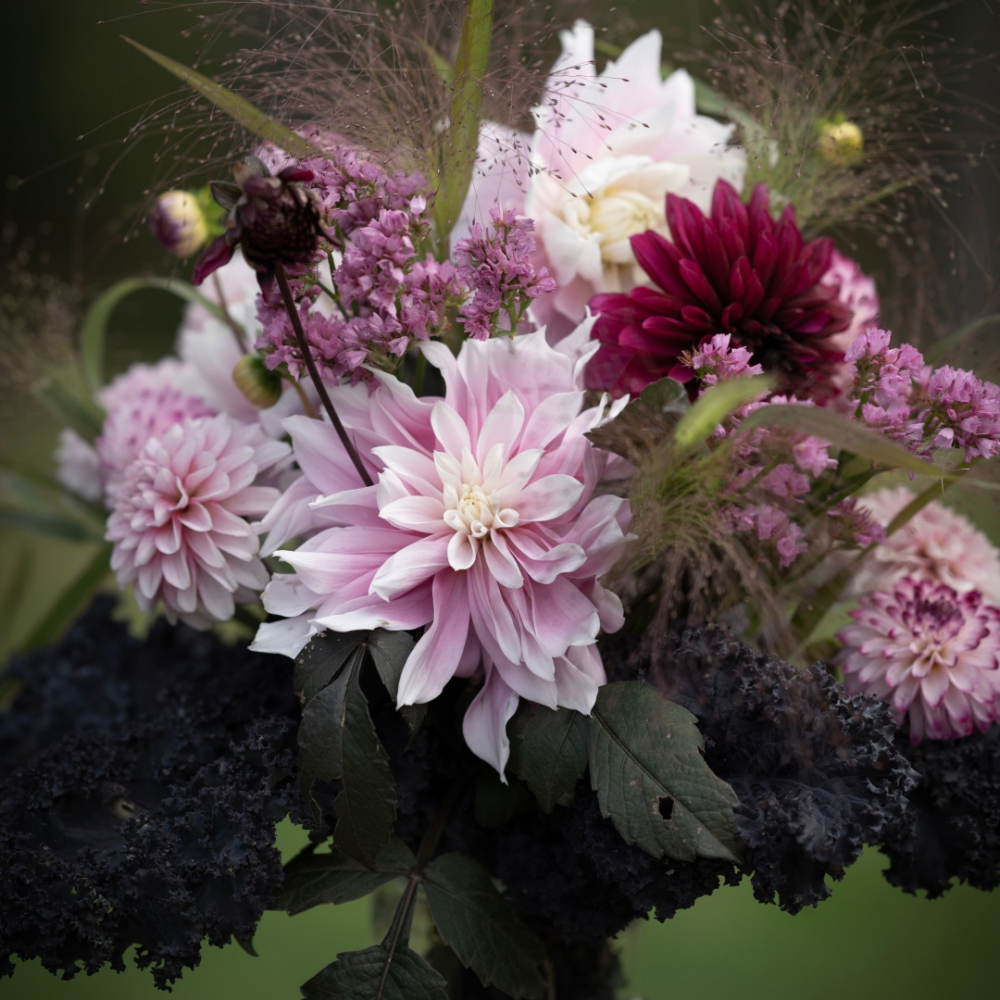 Dahlia 'Rosa-lilla nuancer' Mix