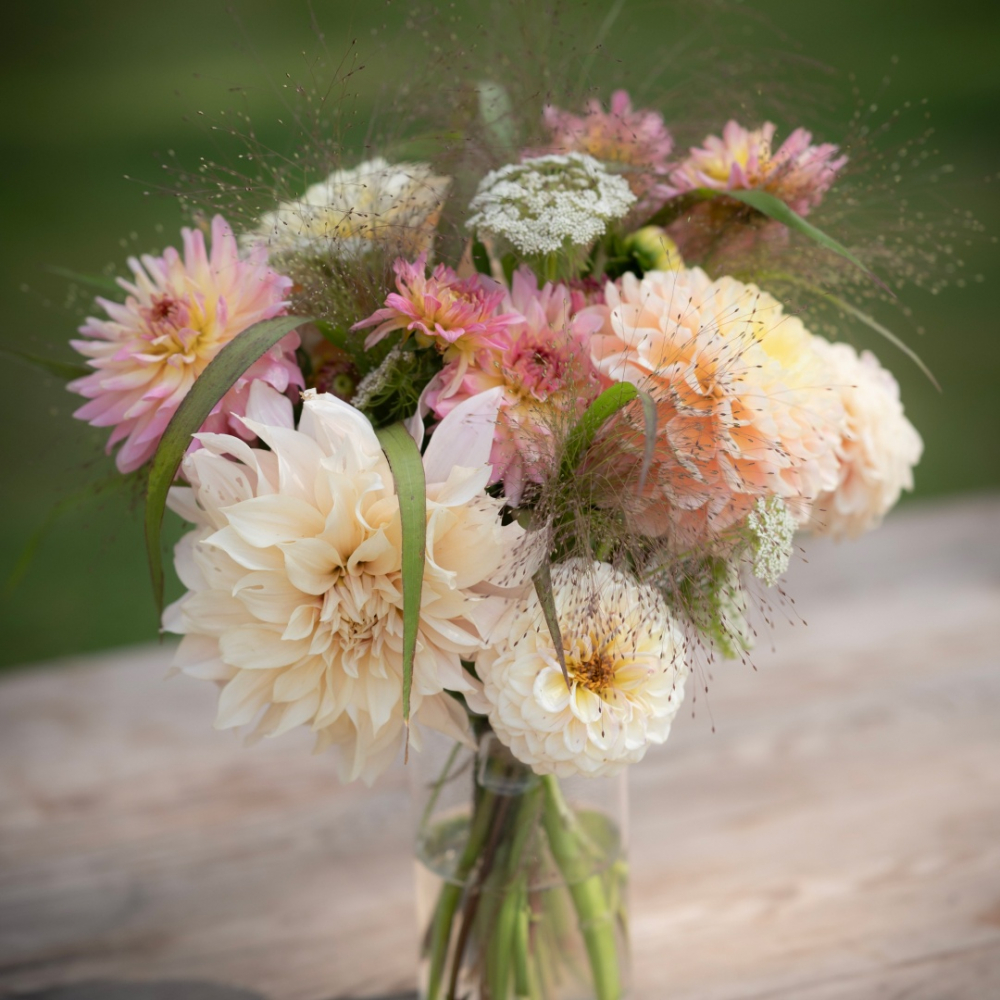 Dahlia 'Lys pastel' Mix