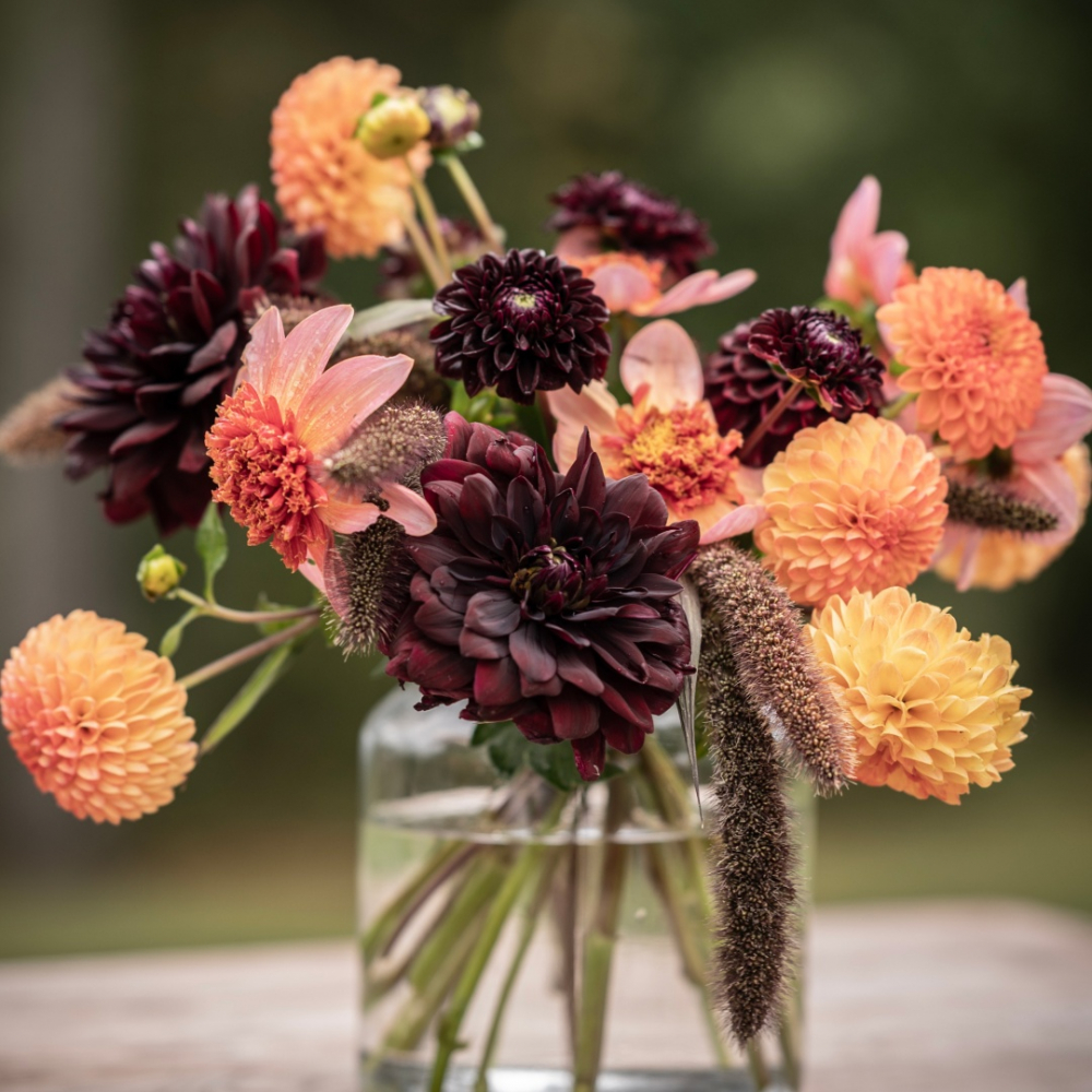 Dahlia 'Orange-lilla' Mix