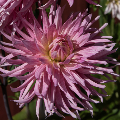 Kaktusdahlia 'Hollyhill Cotton candy'