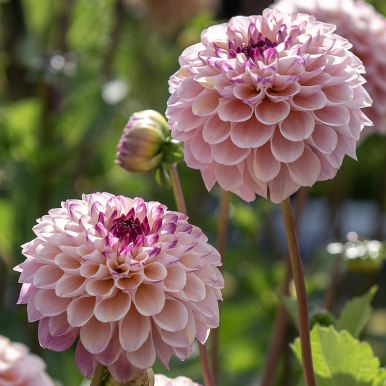 Pompondahlia 'Wine Eyed Jill' 1 stk.