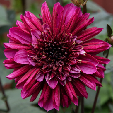 Anemone-dahlia 'Purple Haze'