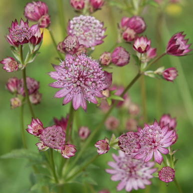 Stjerneskærm 'Rose Symphony'